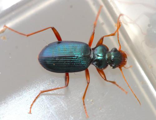 Leistus montanus